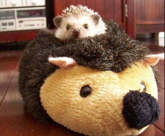 自分そっくりのぬいぐるみと一緒の動物画像