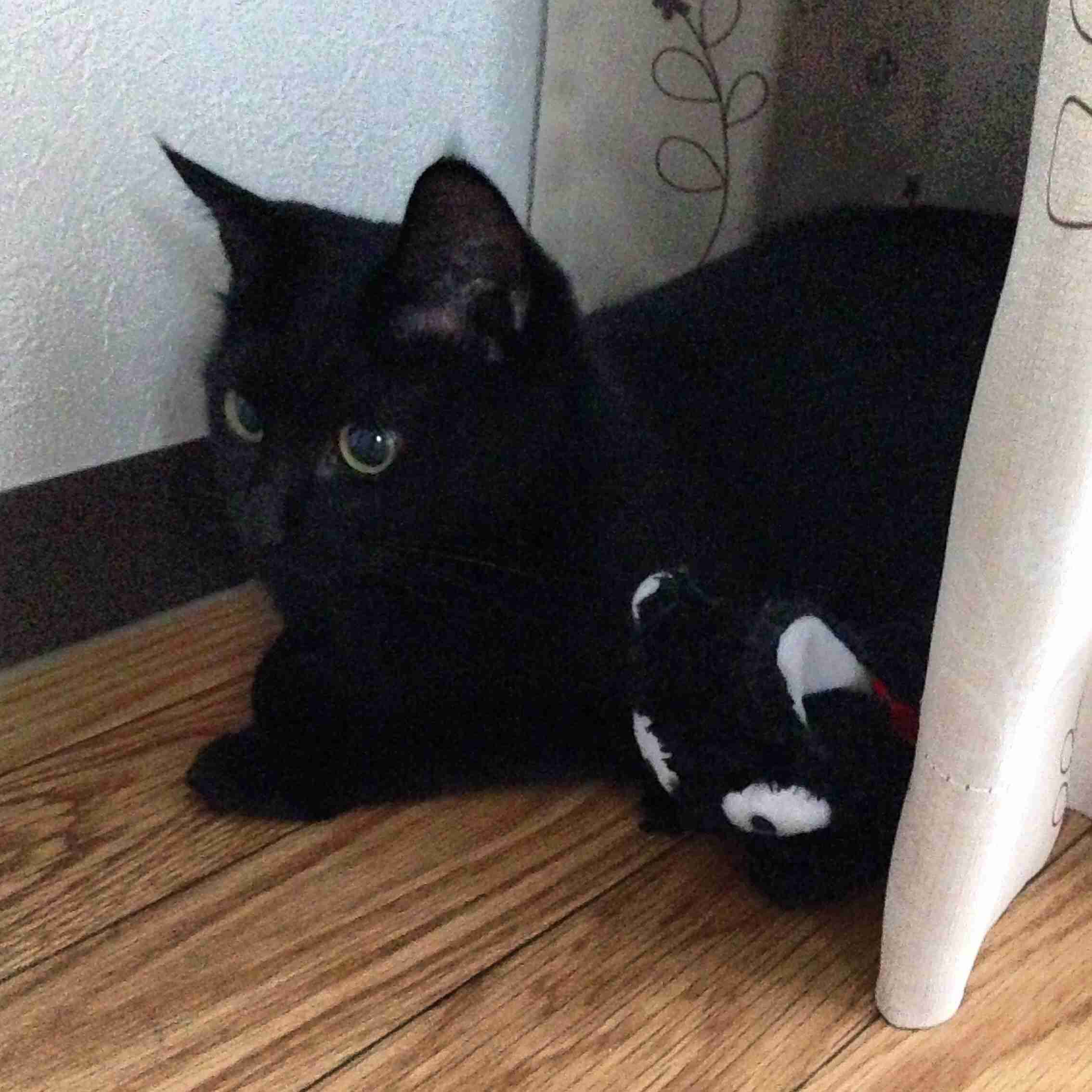 自分そっくりのぬいぐるみと一緒の動物画像