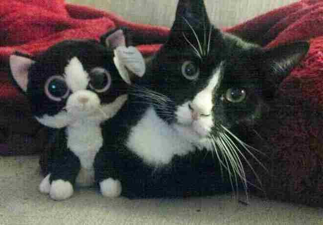 自分そっくりのぬいぐるみと一緒の動物画像