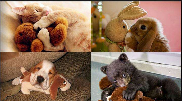 自分そっくりのぬいぐるみと一緒の動物画像