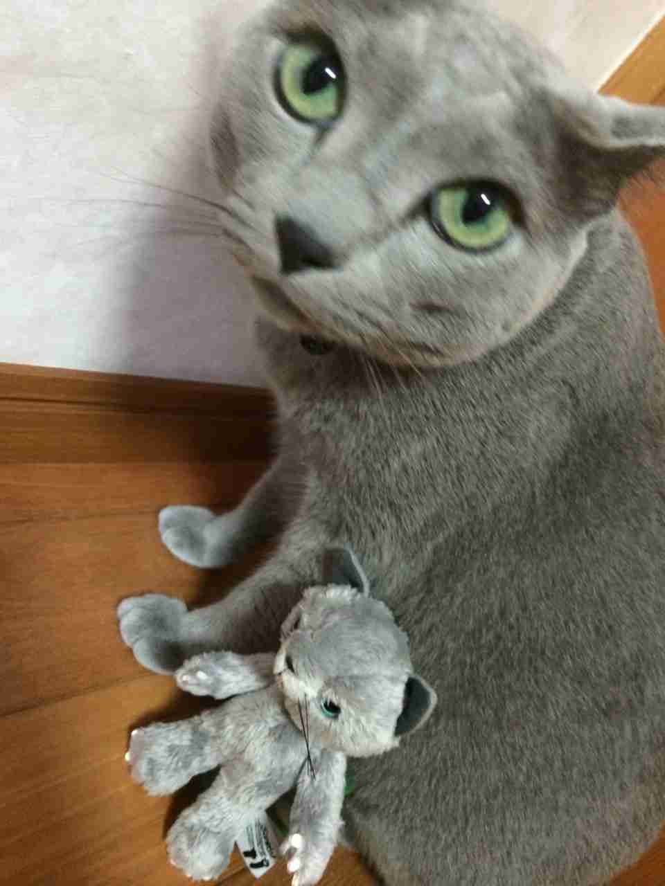 自分そっくりのぬいぐるみと一緒の動物画像