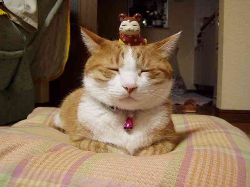 自分そっくりのぬいぐるみと一緒の動物画像