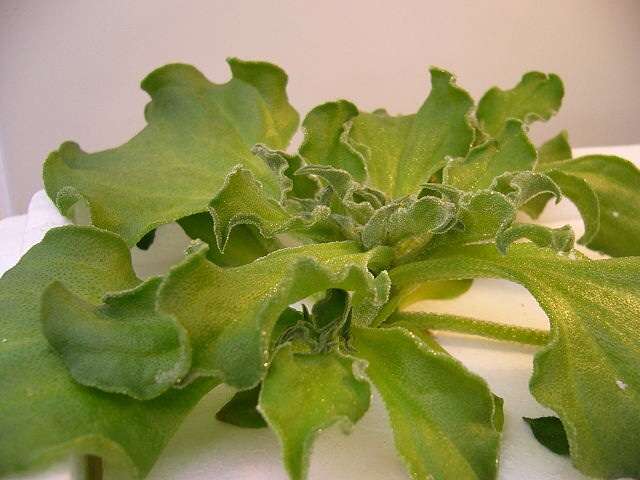 見た目や匂いがダメで一度も食べた事のないもの
