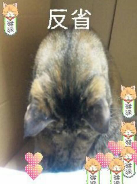 猫の引っ掻き傷を可愛く隠す「にゃんそうこう」が登場!これは欲しい!!