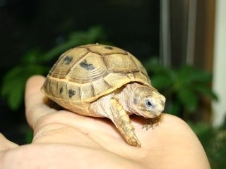 【苦手な人注意】爬虫類・両生類好きな方