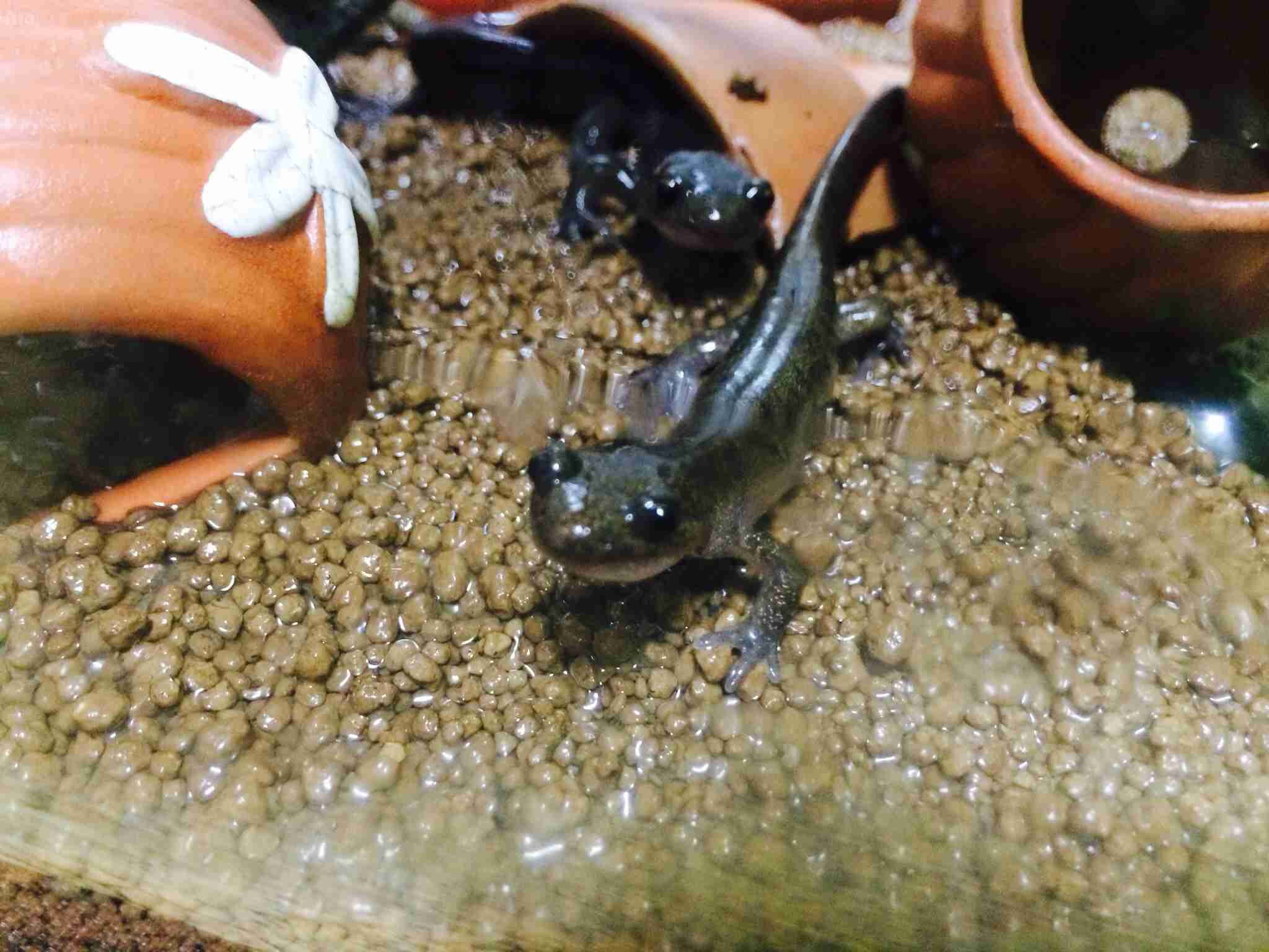 【苦手な人注意】爬虫類・両生類好きな方