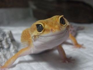 【苦手な人注意】爬虫類・両生類好きな方