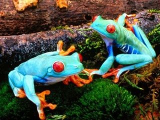 【苦手な人注意】爬虫類・両生類好きな方