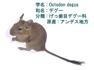 変わった動物を飼ってる人