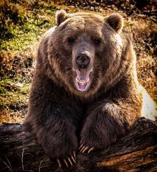 「クマのプーさん」性別不明と半裸を理由にポーランドで出現禁止に