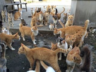 ガルちゃんで画像とサイトを張り付ける練習トピpart5