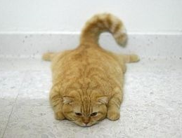 ガルちゃんで画像とサイトを張り付ける練習トピpart5