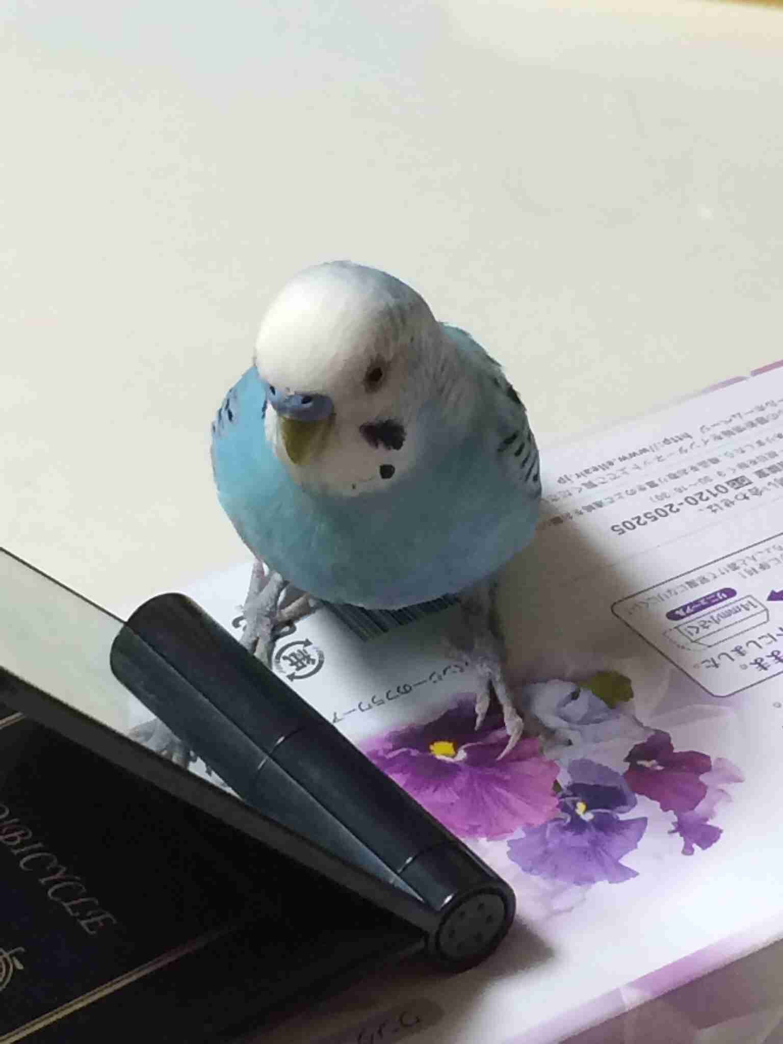 ガルちゃんで画像とサイトを張り付ける練習トピpart5