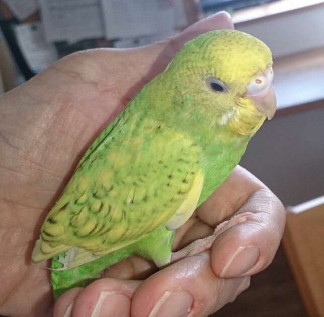 ガルちゃんで画像とサイトを張り付ける練習トピpart5