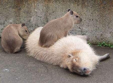 カピバラさんのカリスマ性がすごい！寝転ぶといろんな動物たちが寄り添ってくるｗ（主に体温のせい）