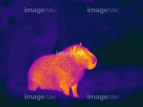 カピバラさんのカリスマ性がすごい！寝転ぶといろんな動物たちが寄り添ってくるｗ（主に体温のせい）