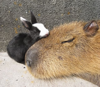 カピバラさんのカリスマ性がすごい！寝転ぶといろんな動物たちが寄り添ってくるｗ（主に体温のせい）