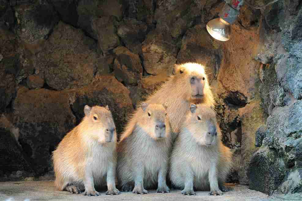 カピバラさんのカリスマ性がすごい！寝転ぶといろんな動物たちが寄り添ってくるｗ（主に体温のせい）