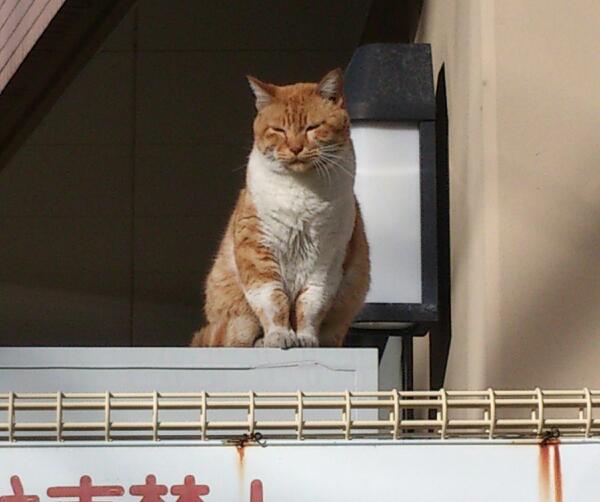 女の子が好きな物が苦手な人