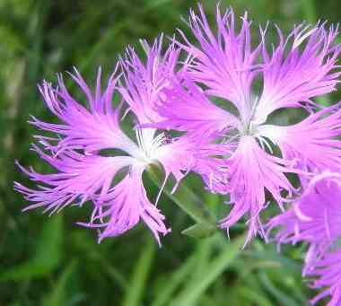 白人男性による日本人女性のナンパセミナーがひどい「白人ならどんなやり方でも簡単」「ピカチュウとか言ってればOK」