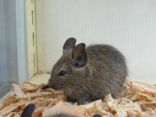 ヒマな人が、なんとなく来るトピ