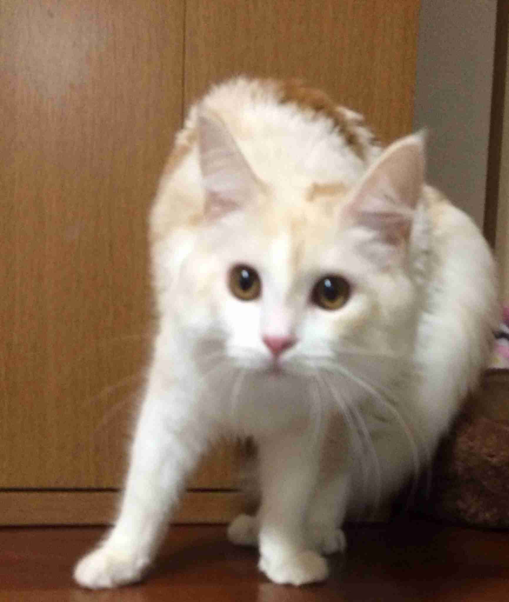 なんともいえない表情の画像をください