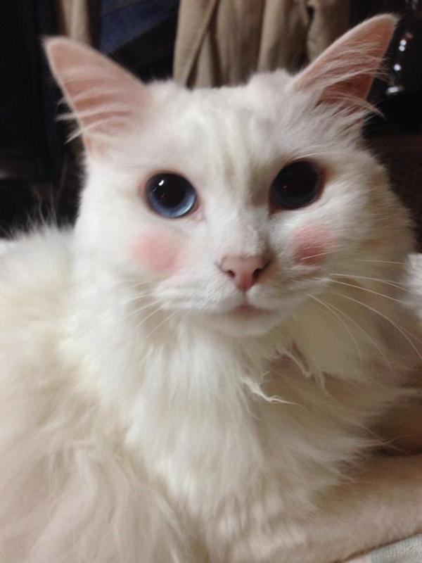 なんともいえない表情の画像をください