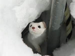 なんともいえない表情の画像をください