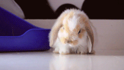 なんともいえない表情の画像をください