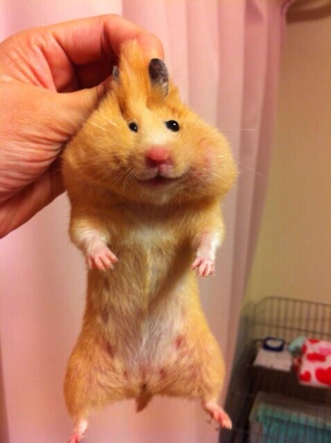 なんともいえない表情の画像をください