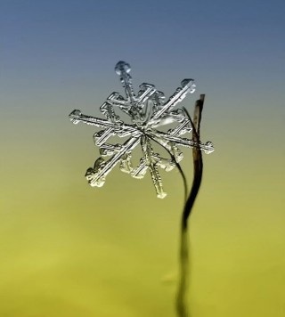 美しい雪の結晶の画像を下さい！