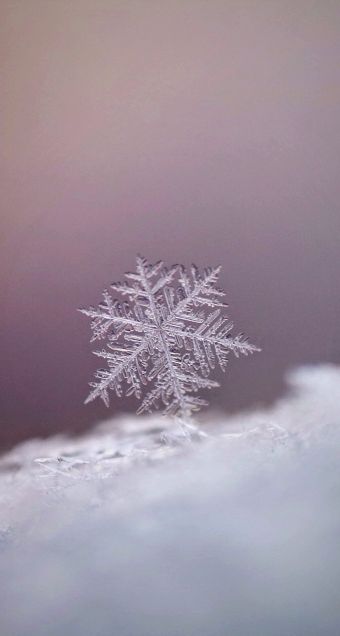 美しい雪の結晶の画像を下さい！
