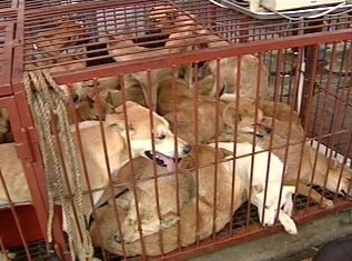 大学で講義を一緒に聴いていたマスコット犬、職員に毒殺され学生激怒