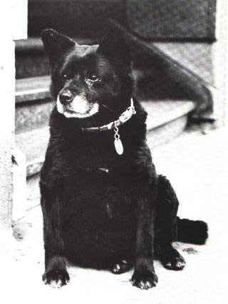 大学で講義を一緒に聴いていたマスコット犬、職員に毒殺され学生激怒