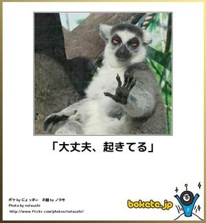動物関連の「ボケて」貼ってください!