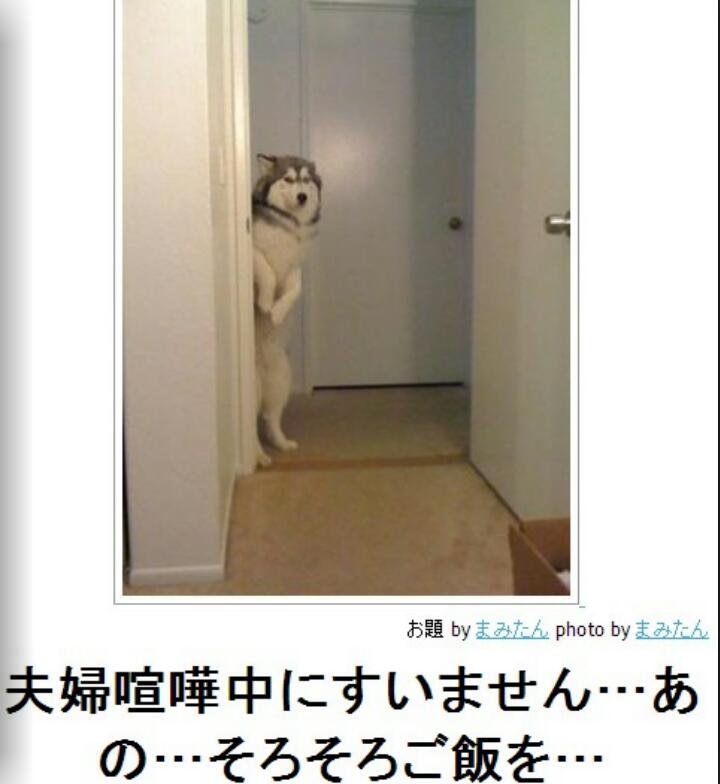 動物関連の「ボケて」貼ってください!