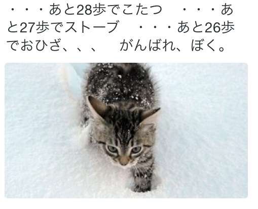 動物関連の「ボケて」貼ってください!
