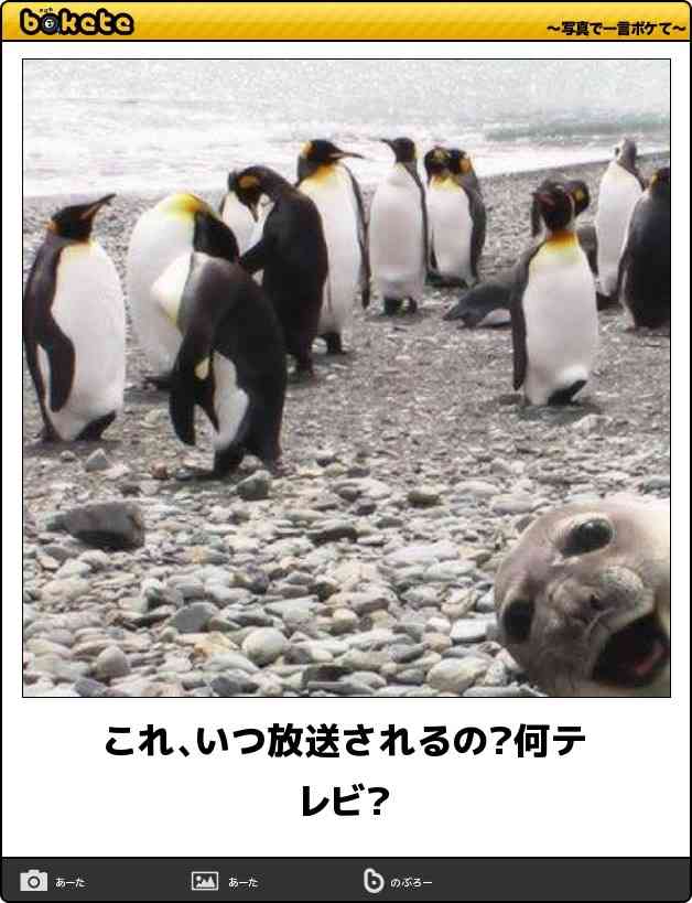 動物関連の「ボケて」貼ってください!