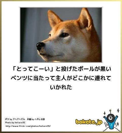 動物関連の「ボケて」貼ってください!