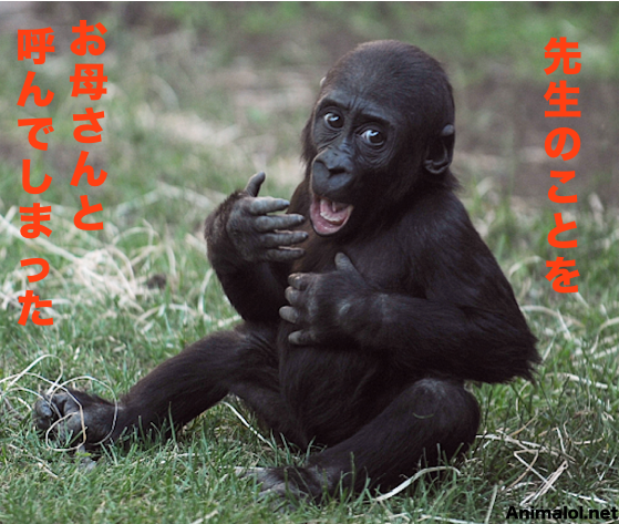 動物関連の「ボケて」貼ってください!