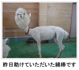 動物関連の「ボケて」貼ってください!