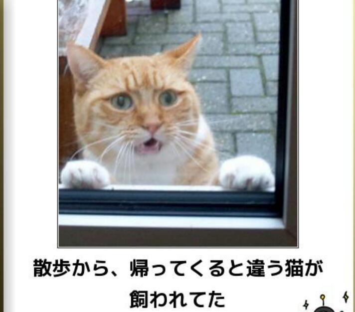 動物関連の「ボケて」貼ってください!