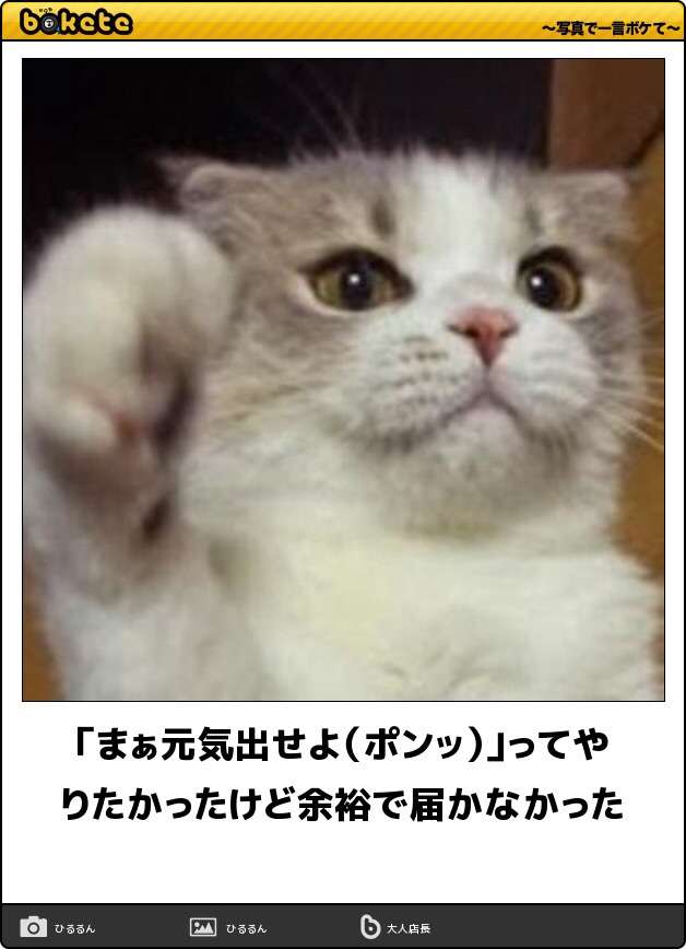 動物関連の「ボケて」貼ってください!