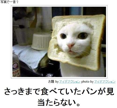 動物関連の「ボケて」貼ってください!