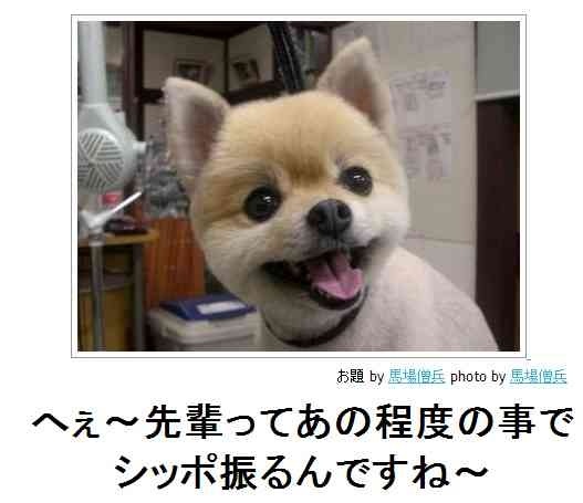 動物関連の「ボケて」貼ってください!