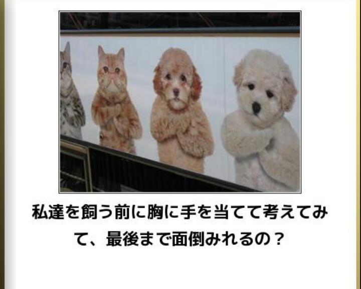 動物関連の「ボケて」貼ってください!