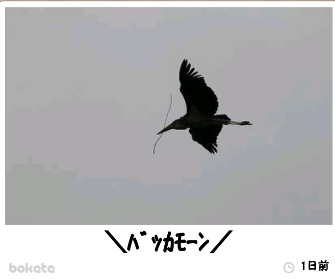 動物関連の「ボケて」貼ってください!