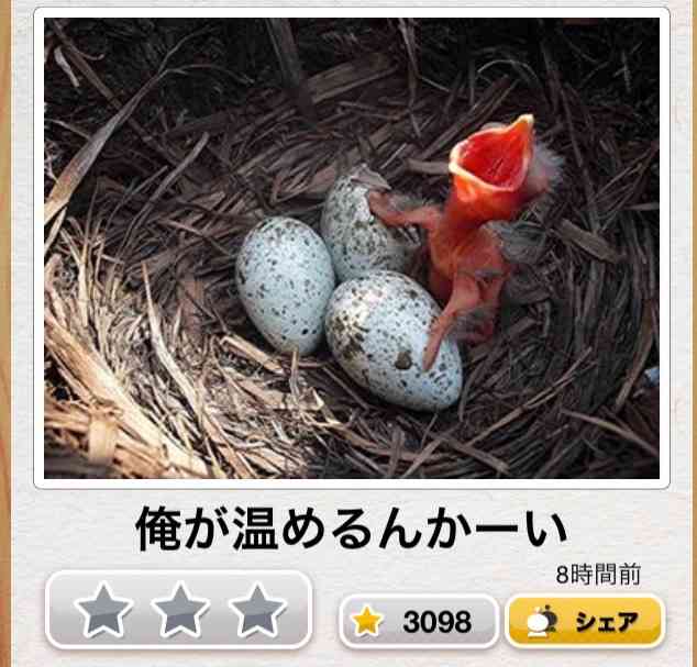 動物関連の「ボケて」貼ってください!