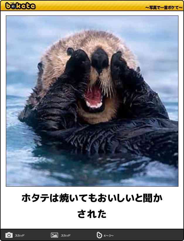 動物関連の「ボケて」貼ってください!