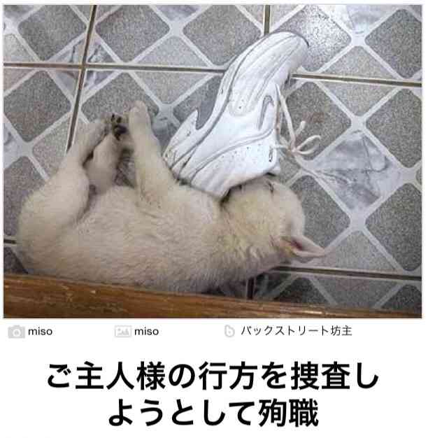 動物関連の「ボケて」貼ってください!